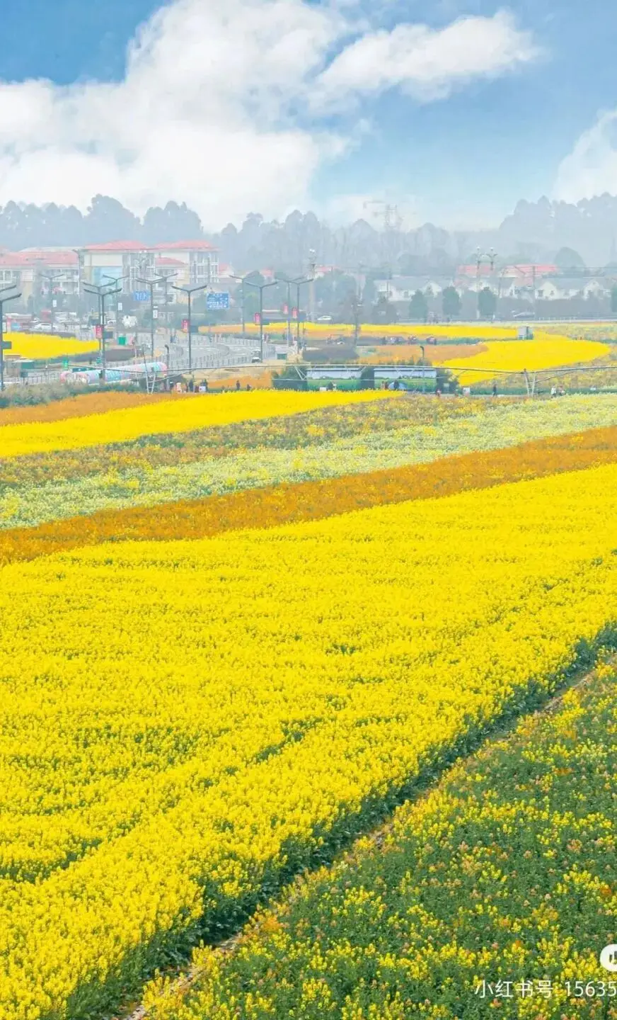 梅城油菜花_油菜花梅花什么季节开的_