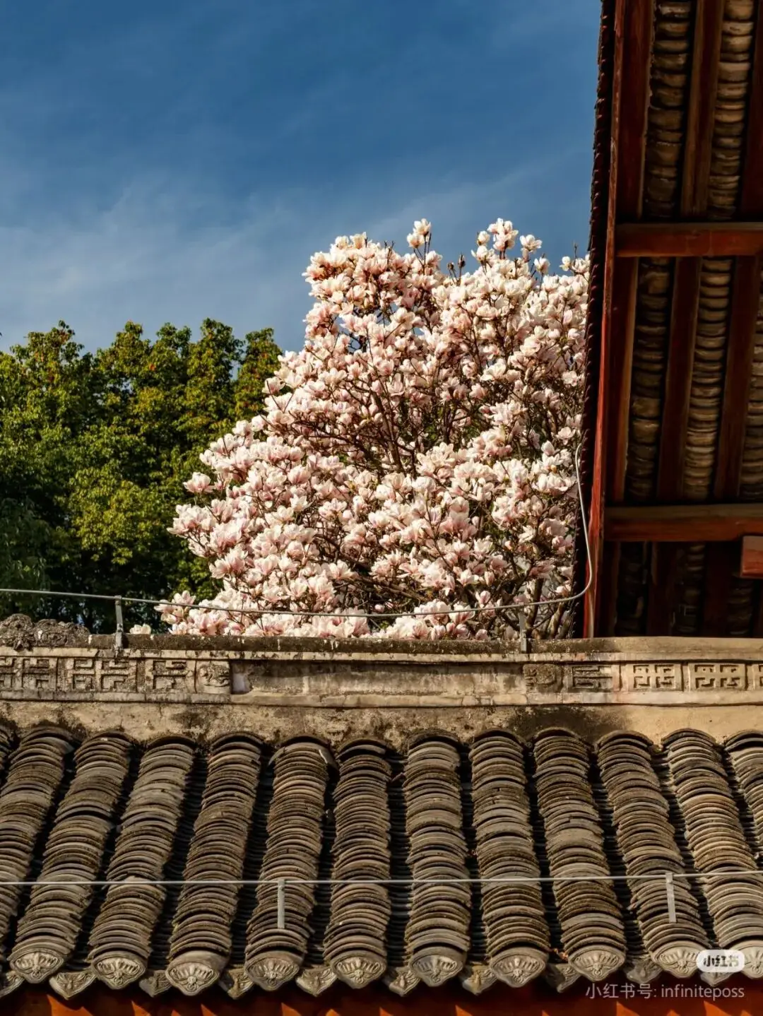 梅城油菜花__油菜花梅花什么季节开的