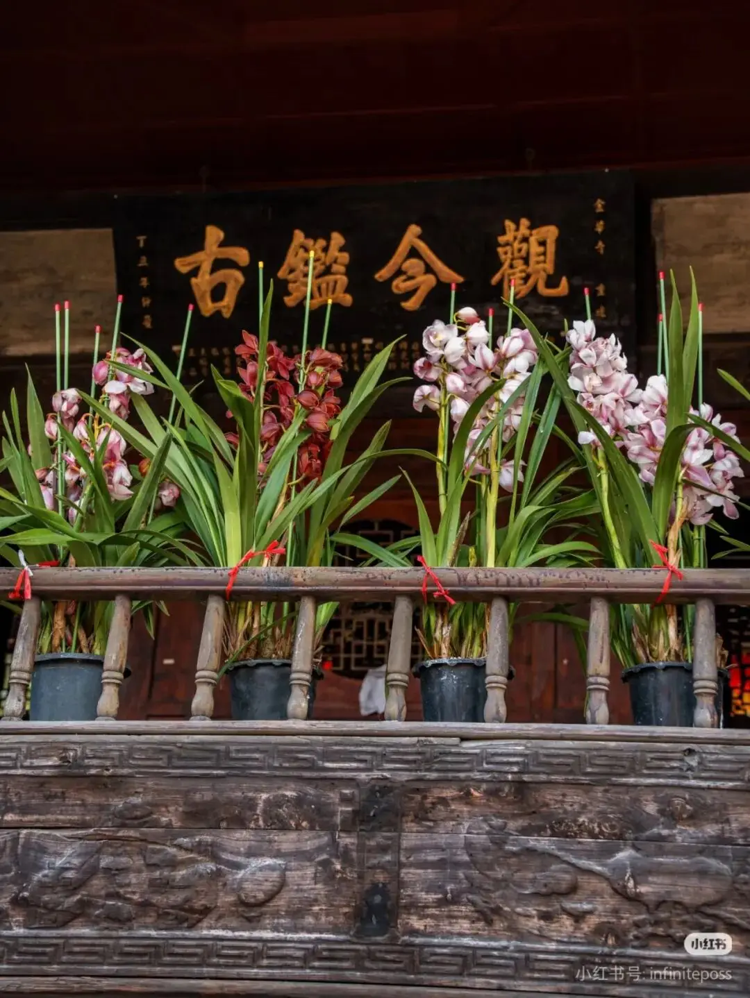 _梅城油菜花_油菜花梅花什么季节开的