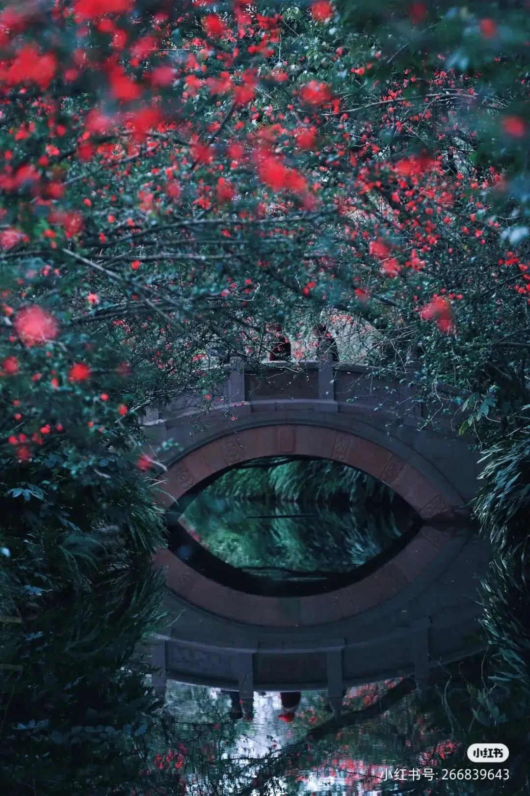 _油菜花梅花什么季节开的_梅城油菜花