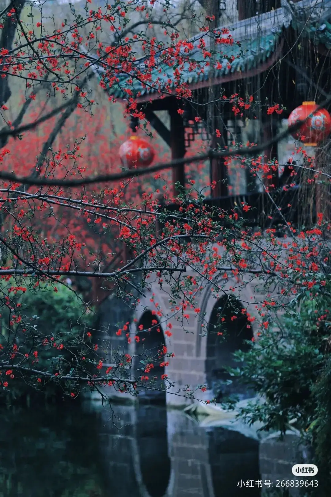 梅城油菜花__油菜花梅花什么季节开的