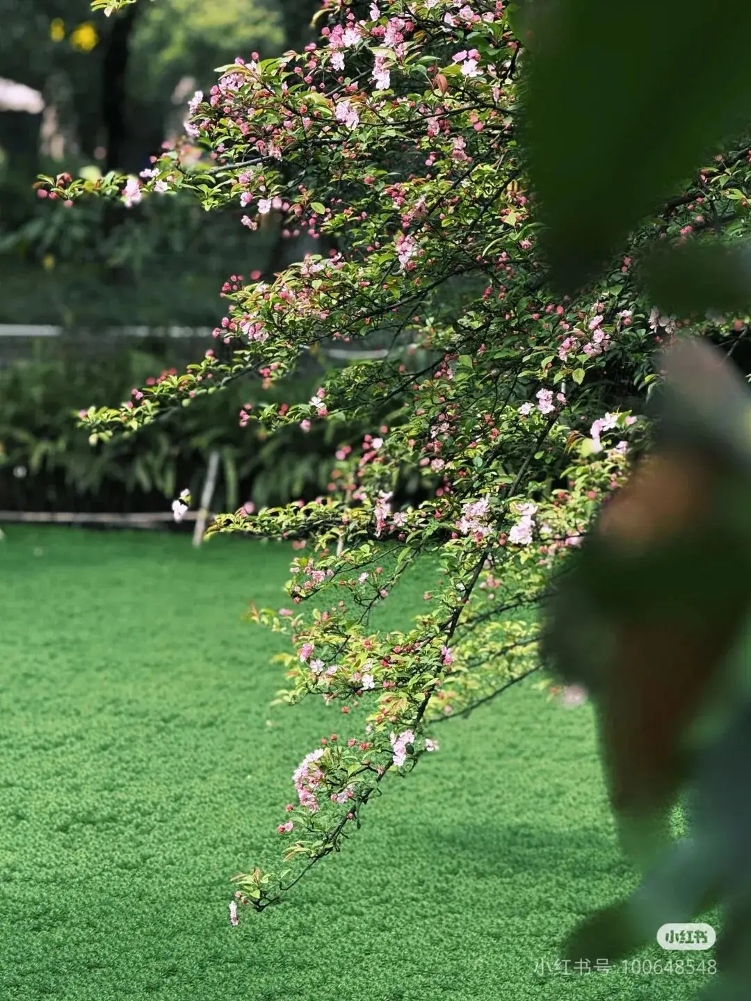 油菜花梅花什么季节开的__梅城油菜花