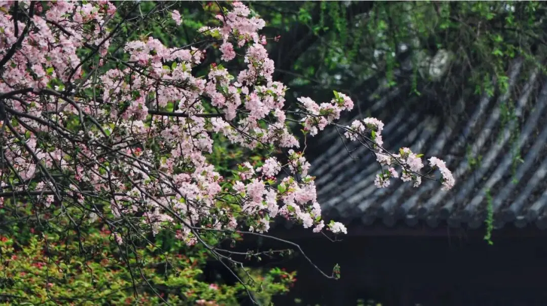 _油菜花梅花什么季节开的_梅城油菜花