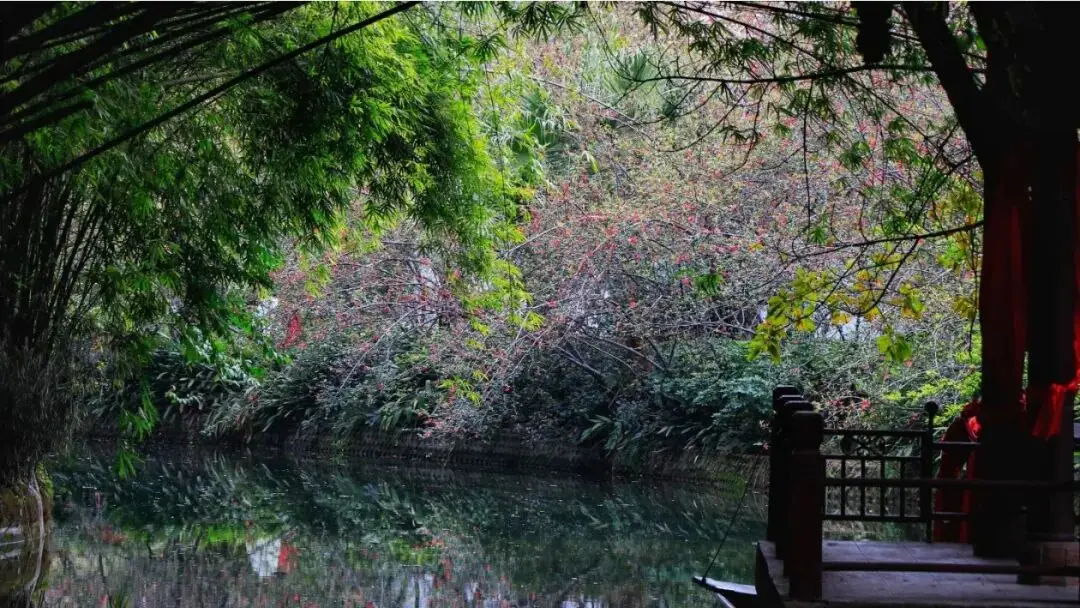 _油菜花梅花什么季节开的_梅城油菜花