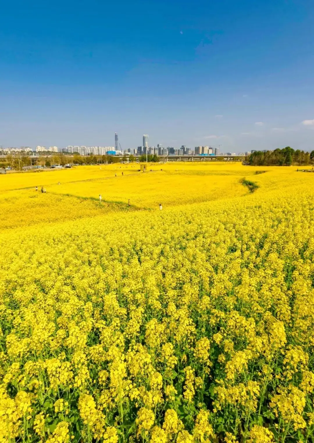 _梅城油菜花_油菜花梅花什么季节开的