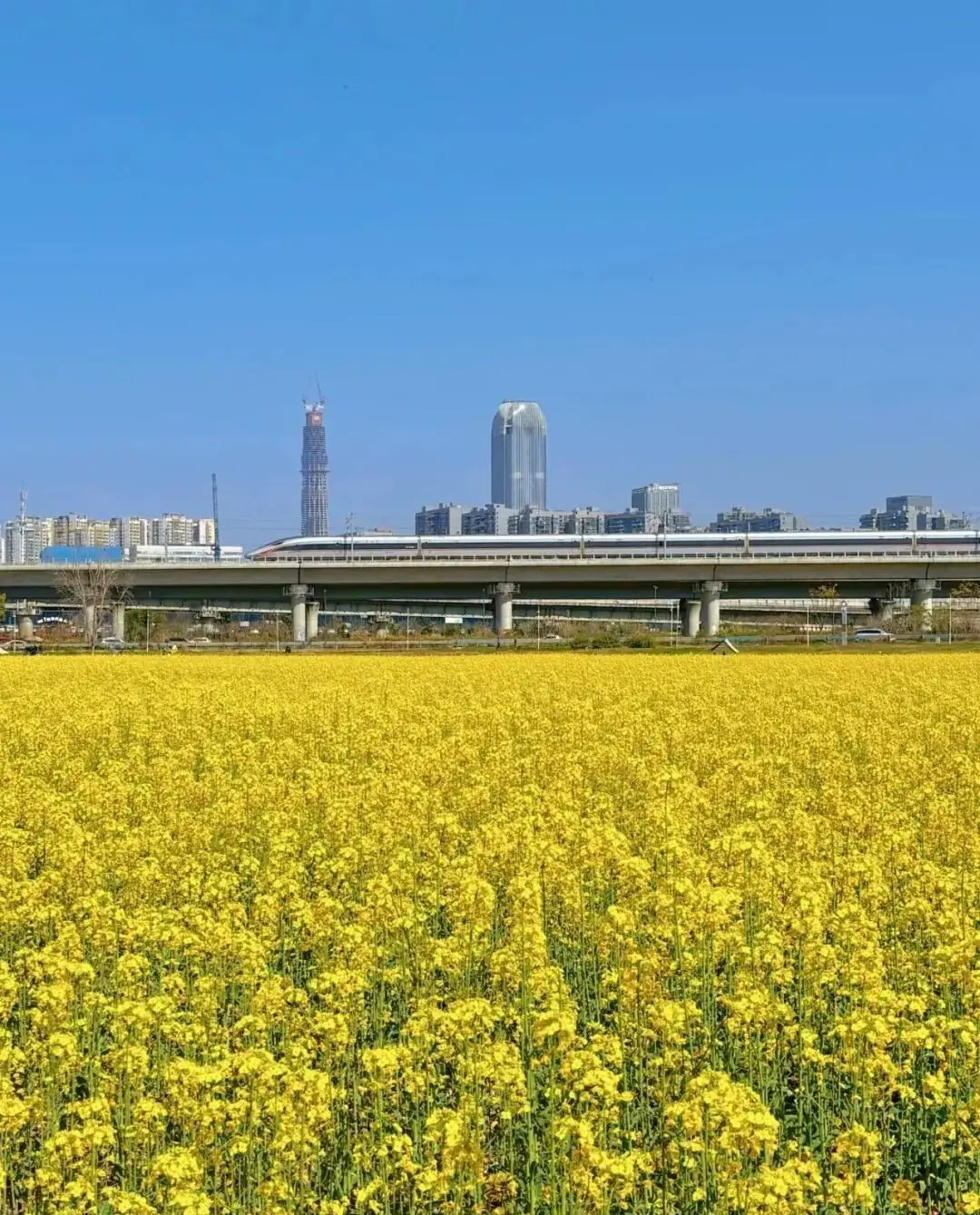 _油菜花梅花什么季节开的_梅城油菜花