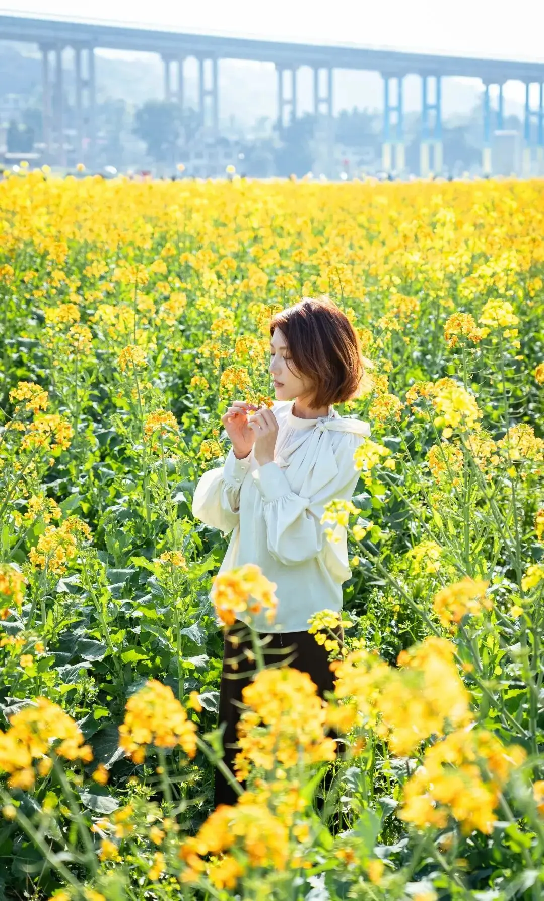 油菜花梅花什么季节开的_梅城油菜花_