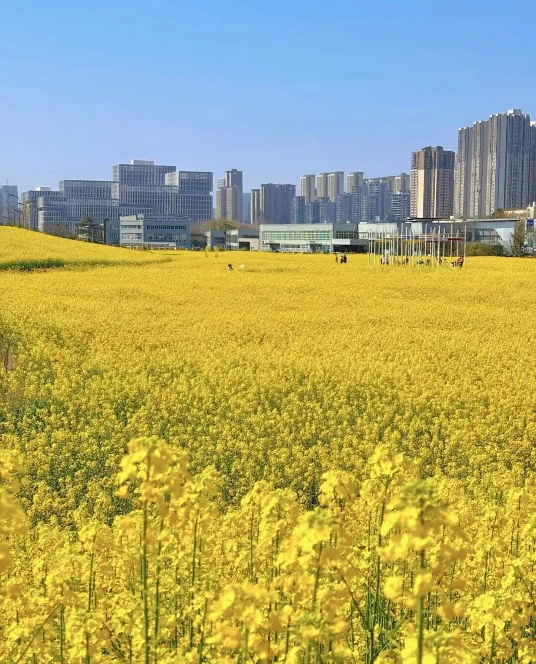 梅城油菜花_油菜花梅花什么季节开的_