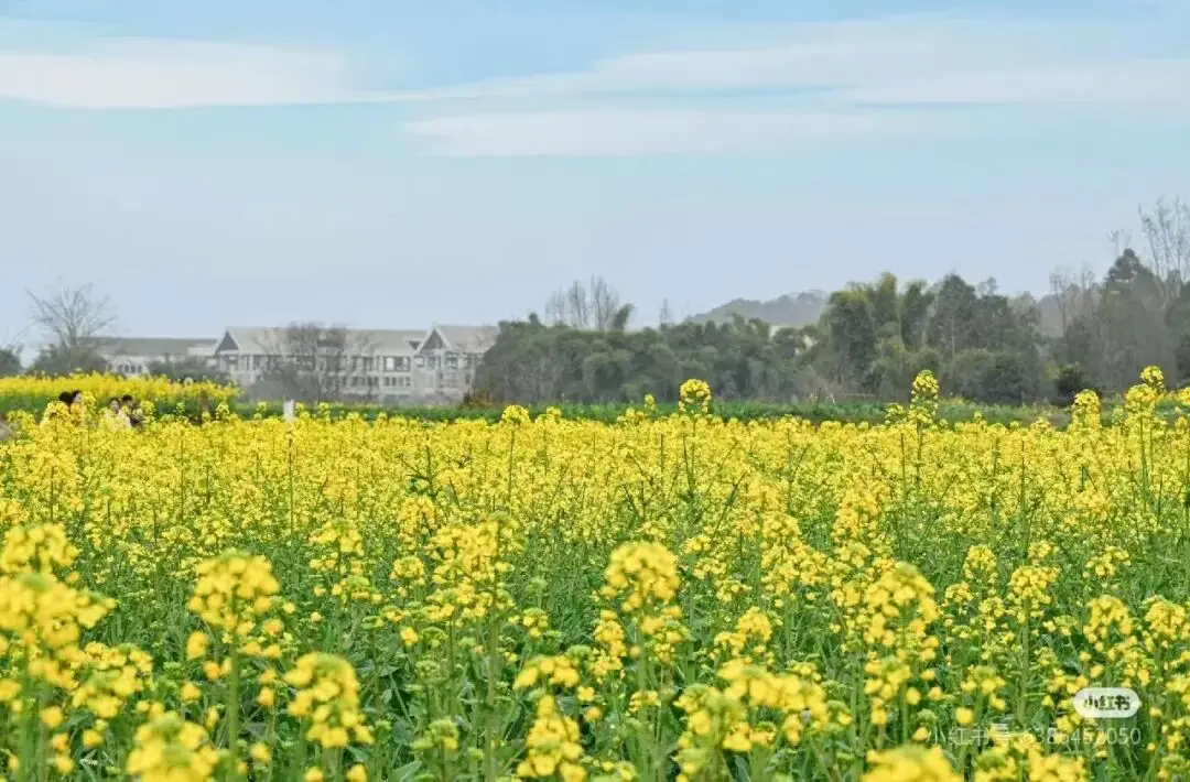 梅城油菜花__油菜花梅花什么季节开的