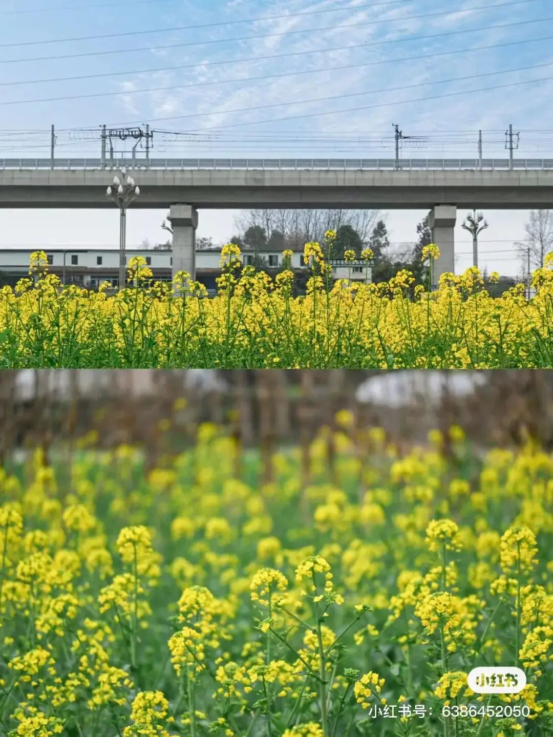 _梅城油菜花_油菜花梅花什么季节开的