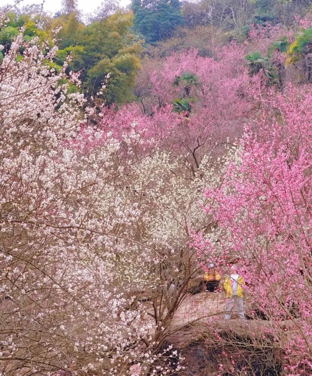 _梅城油菜花_油菜花梅花什么季节开的