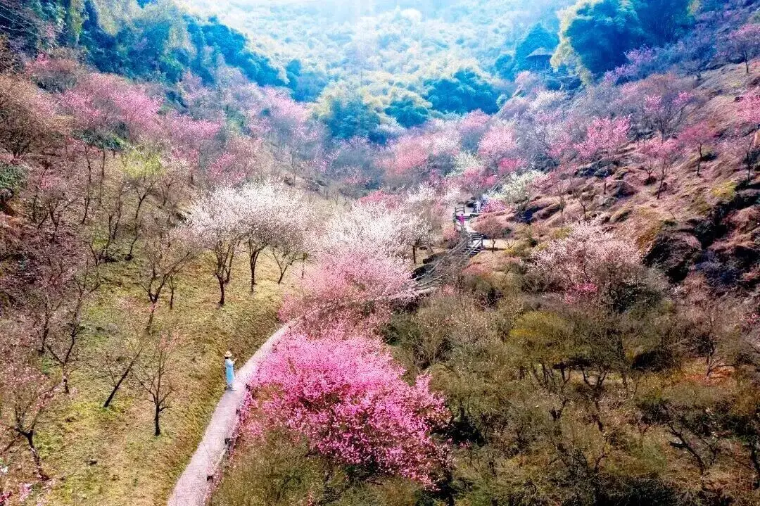 梅城油菜花__油菜花梅花什么季节开的