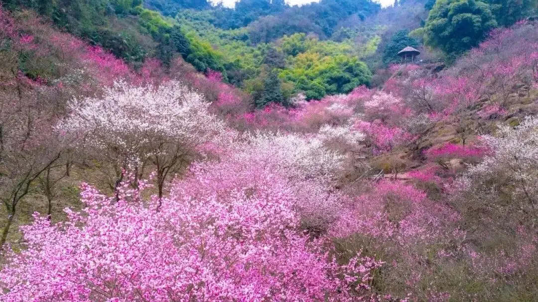 _梅城油菜花_油菜花梅花什么季节开的