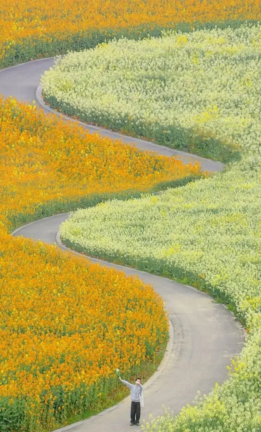 油菜花梅花什么季节开的__梅城油菜花