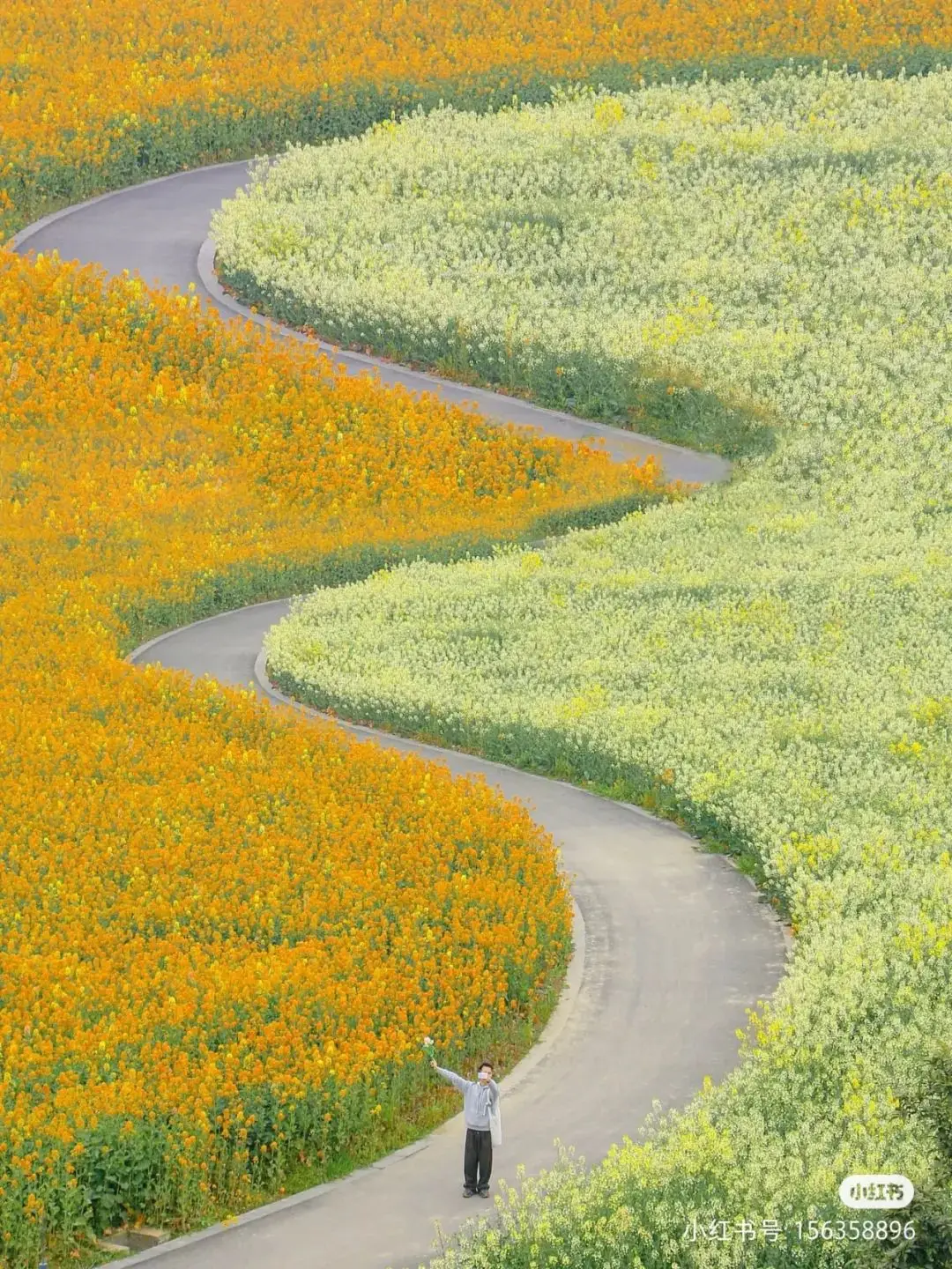梅城油菜花_油菜花梅花什么季节开的_