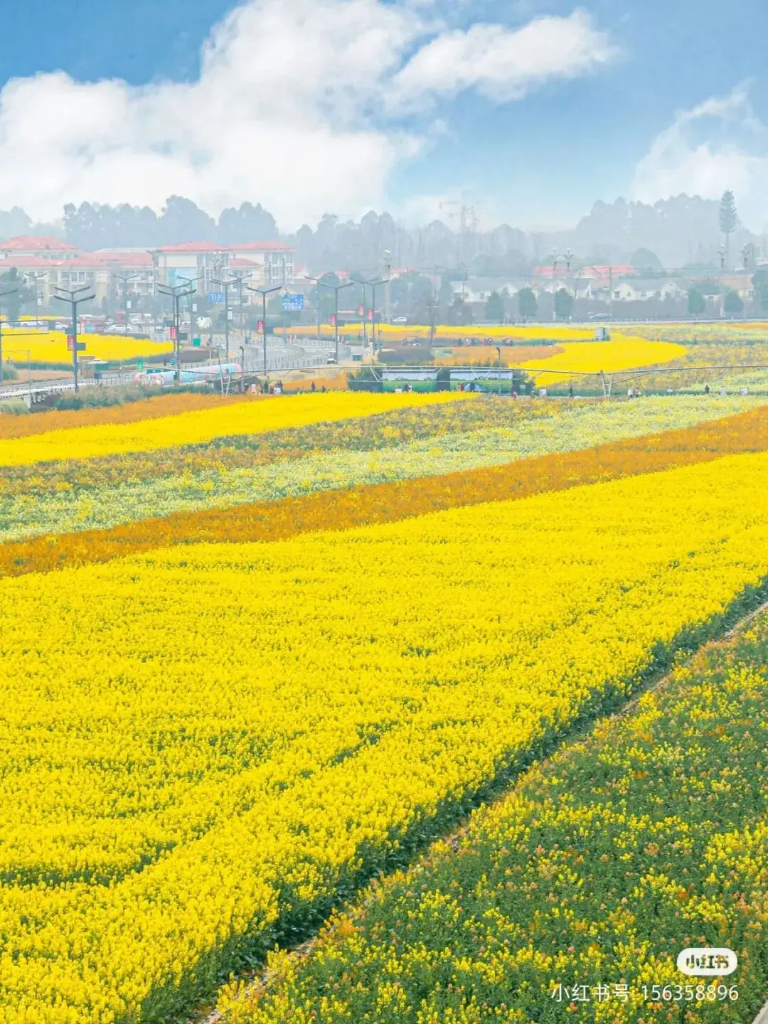 梅城油菜花_油菜花梅花什么季节开的_