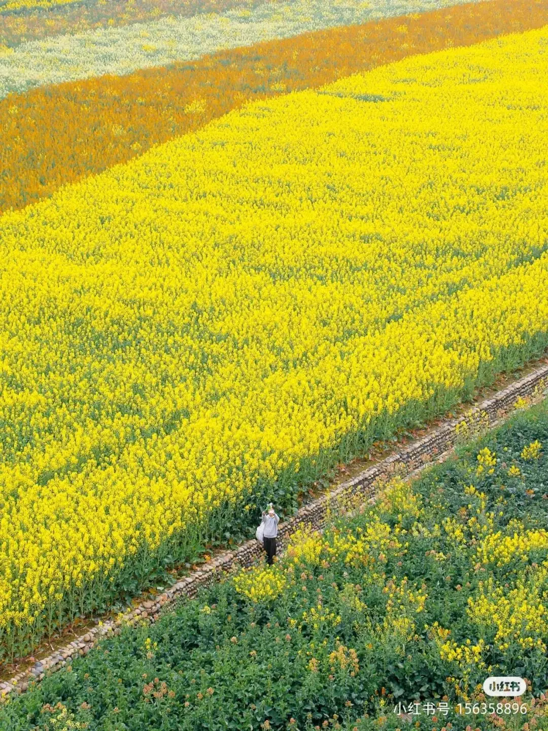 _油菜花梅花什么季节开的_梅城油菜花