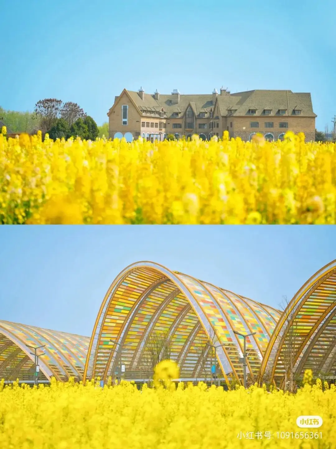 梅城油菜花_油菜花梅花什么季节开的_