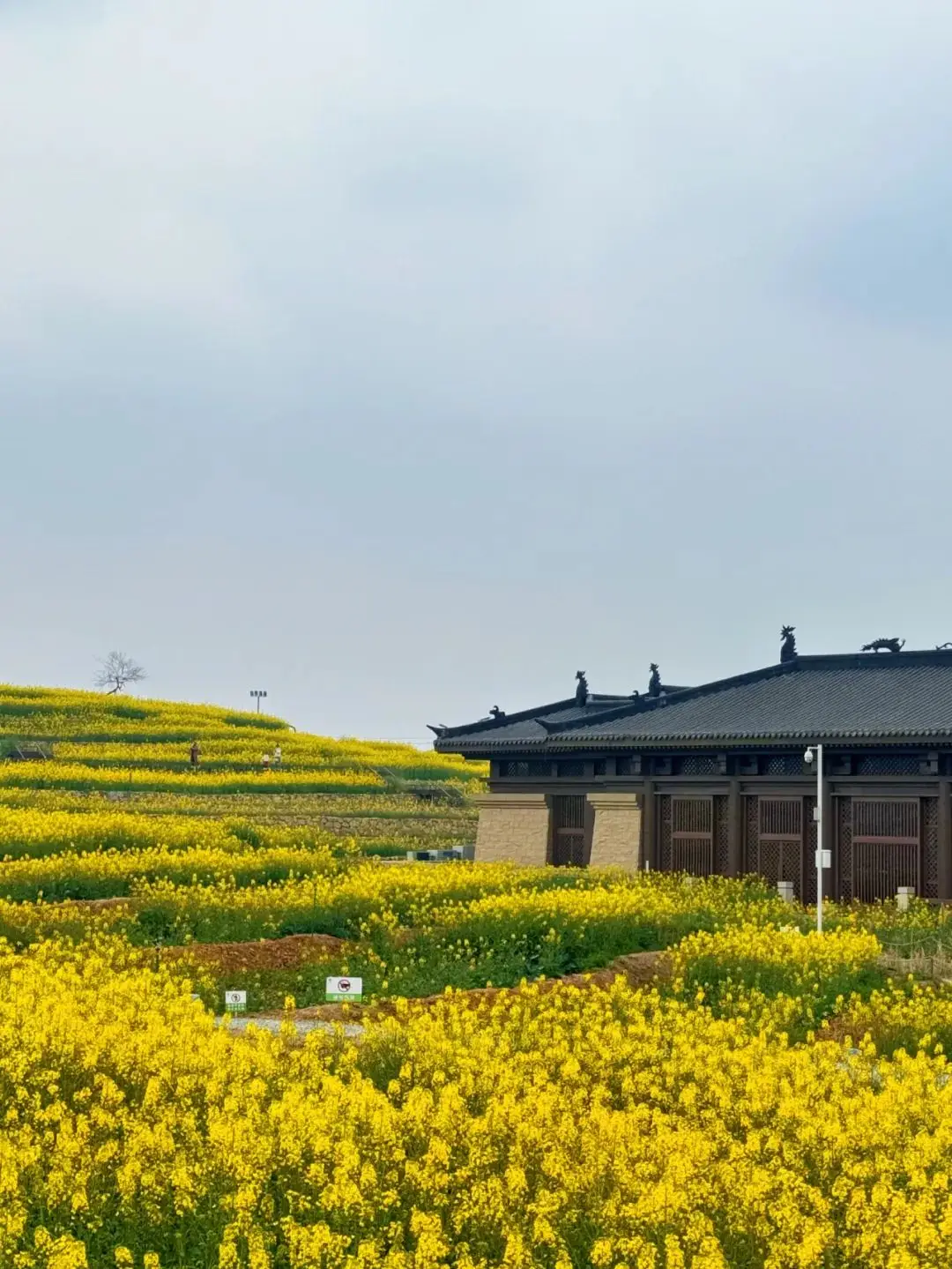 _梅城油菜花_油菜花梅花什么季节开的