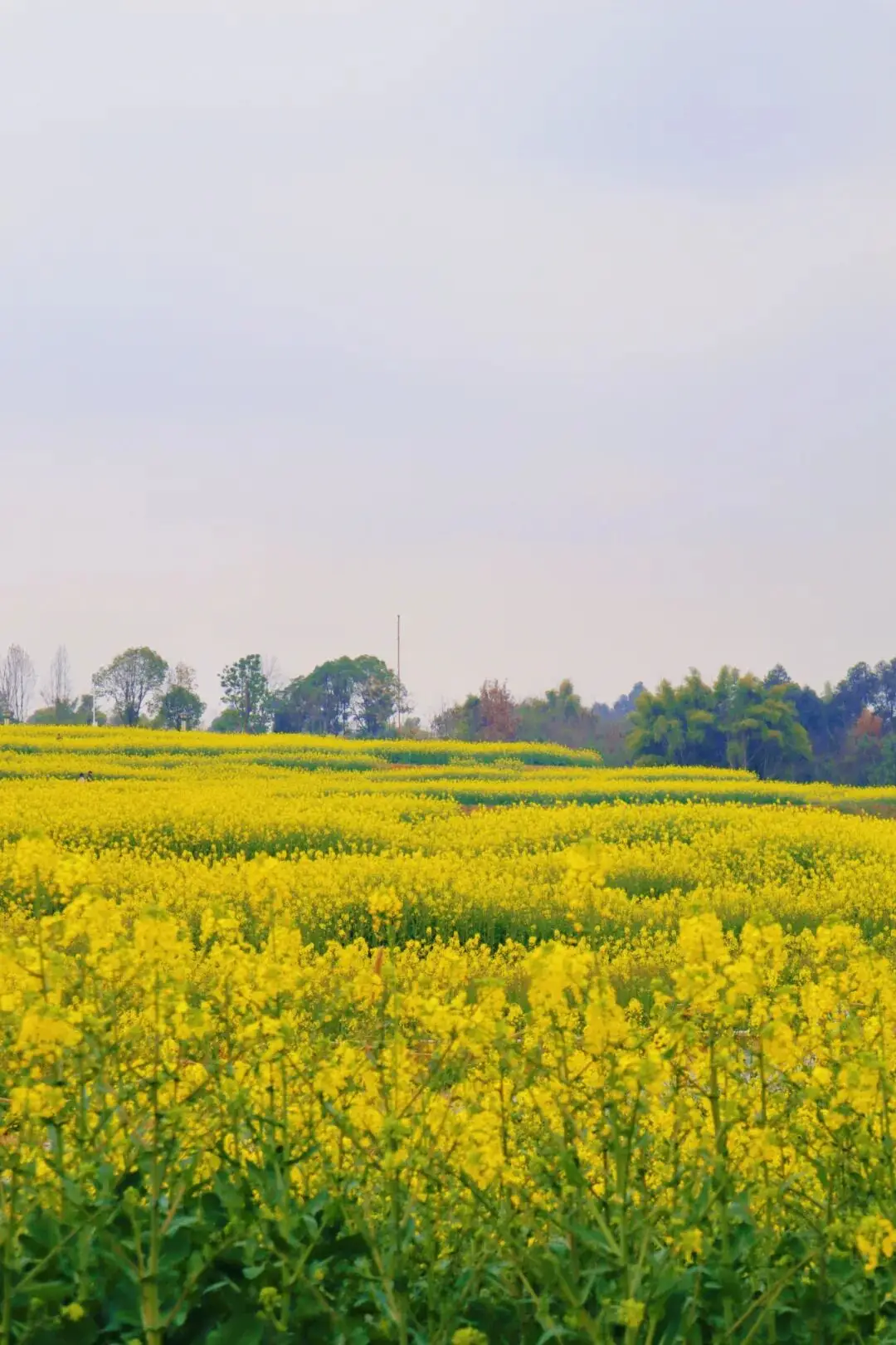 油菜花梅花什么季节开的_梅城油菜花_