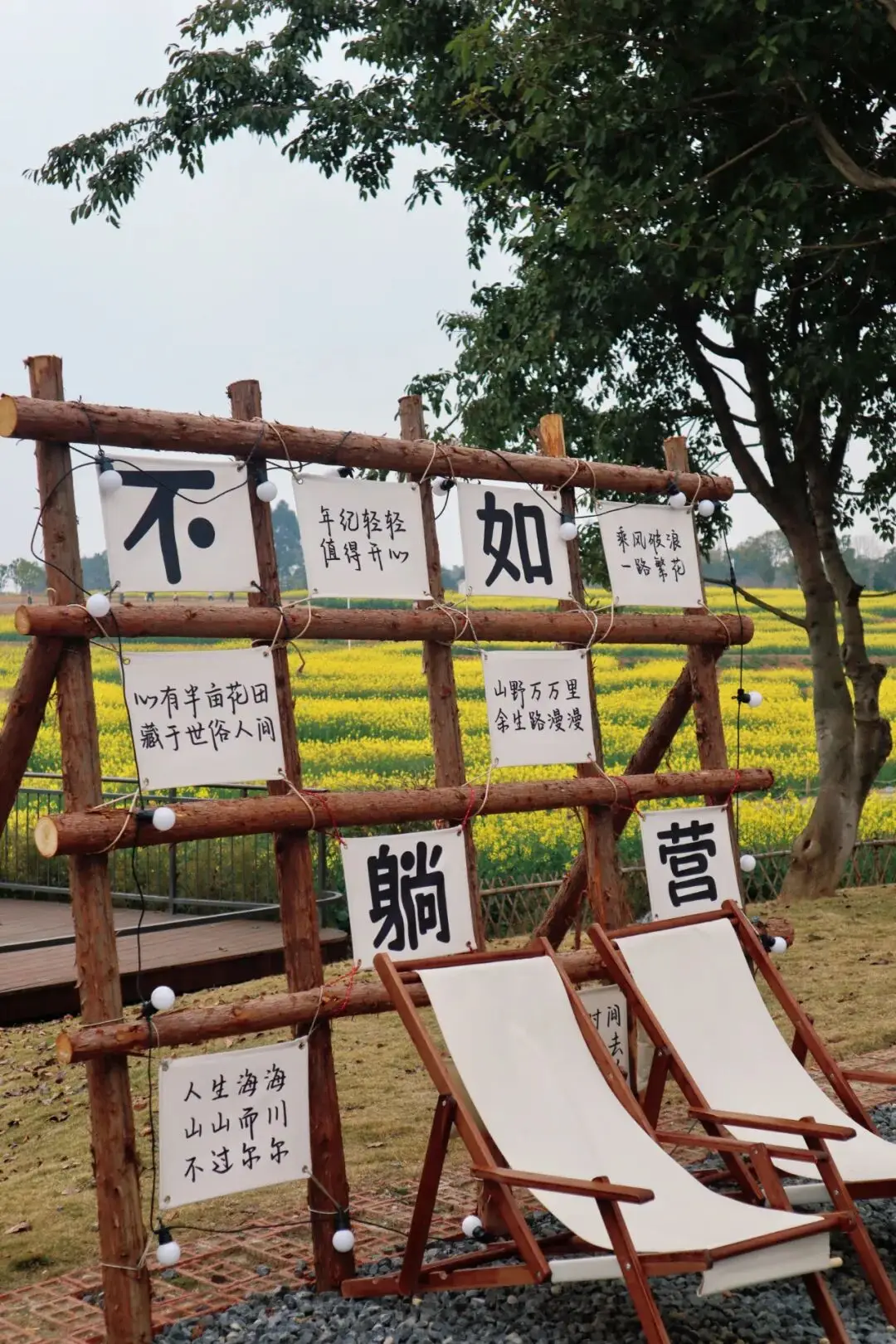 _梅城油菜花_油菜花梅花什么季节开的