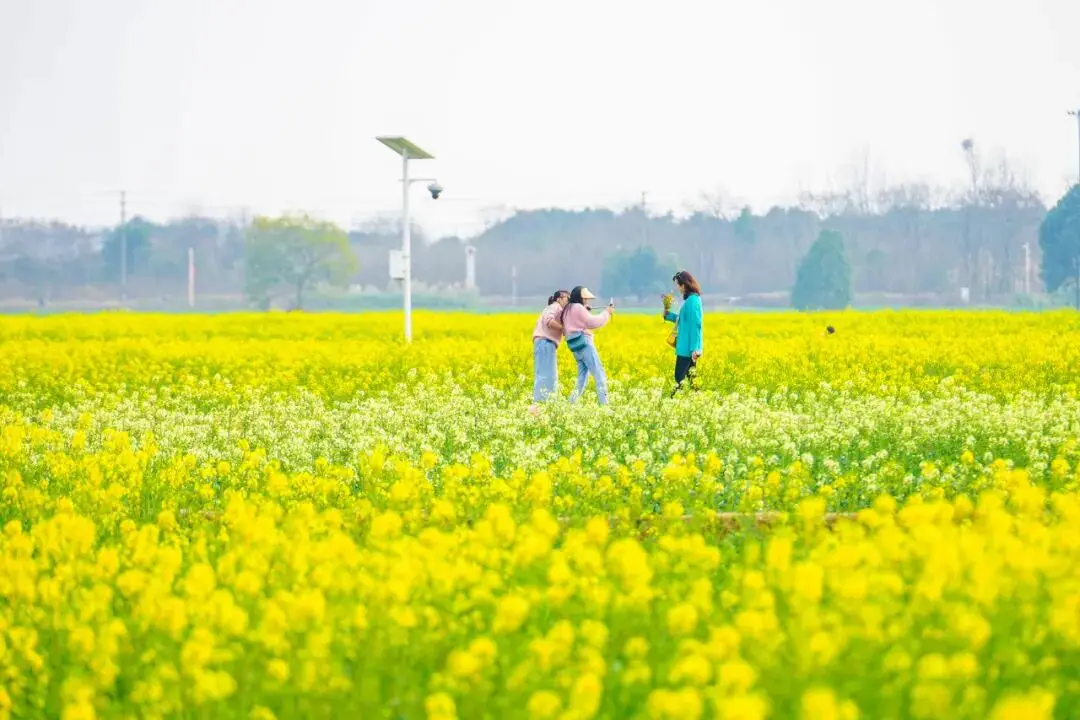 梅城油菜花__油菜花梅花什么季节开的