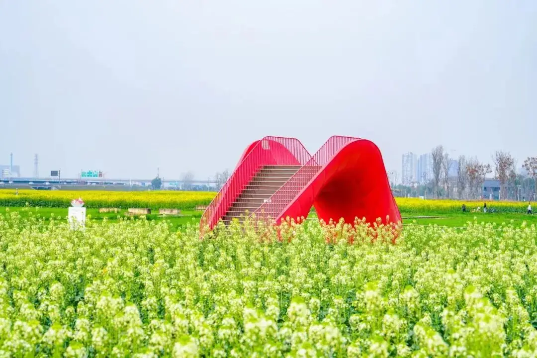 梅城油菜花_油菜花梅花什么季节开的_