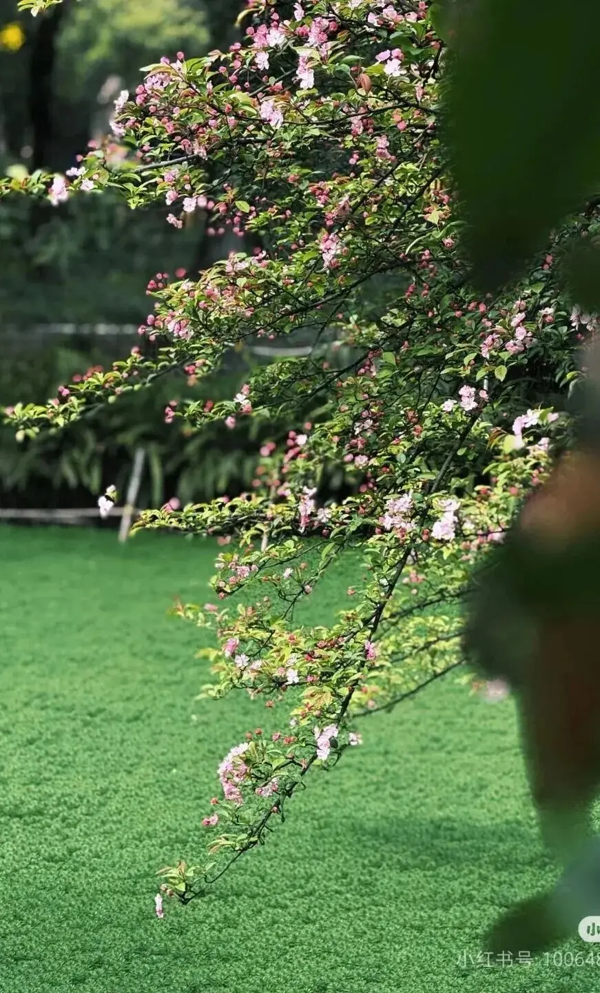 _梅城油菜花_油菜花梅花什么季节开的