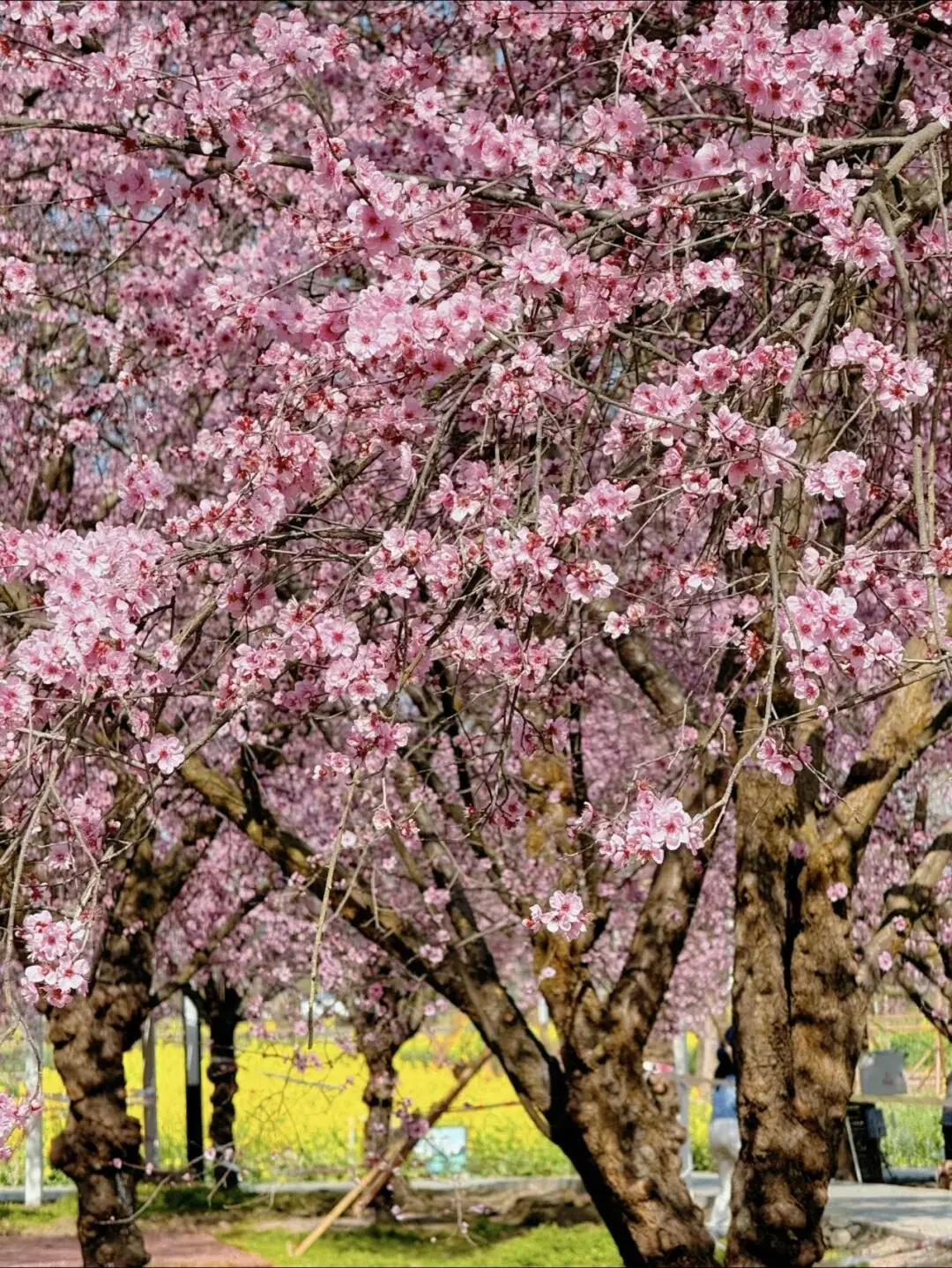 梅城油菜花__油菜花梅花什么季节开的