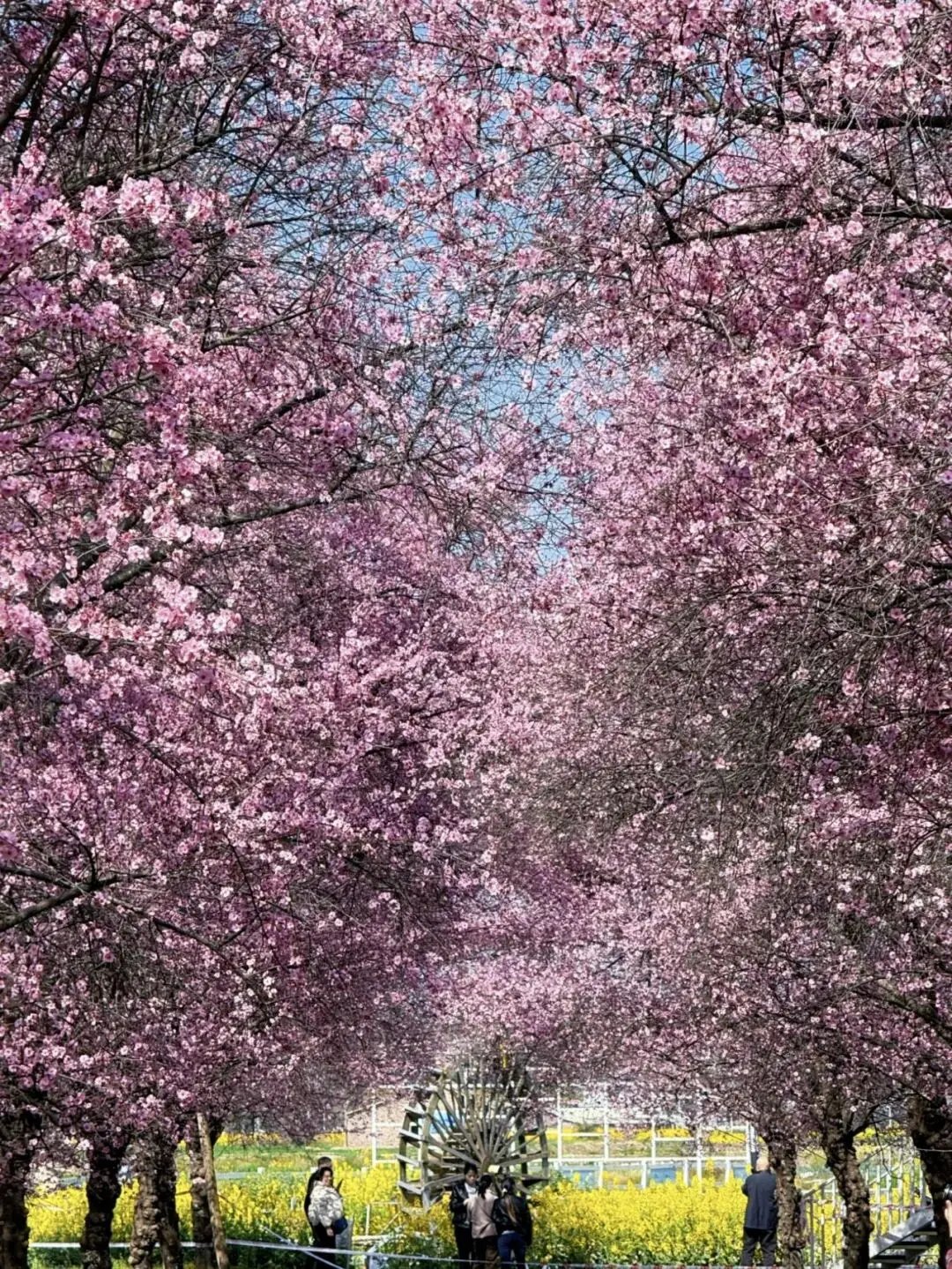 油菜花梅花什么季节开的_梅城油菜花_