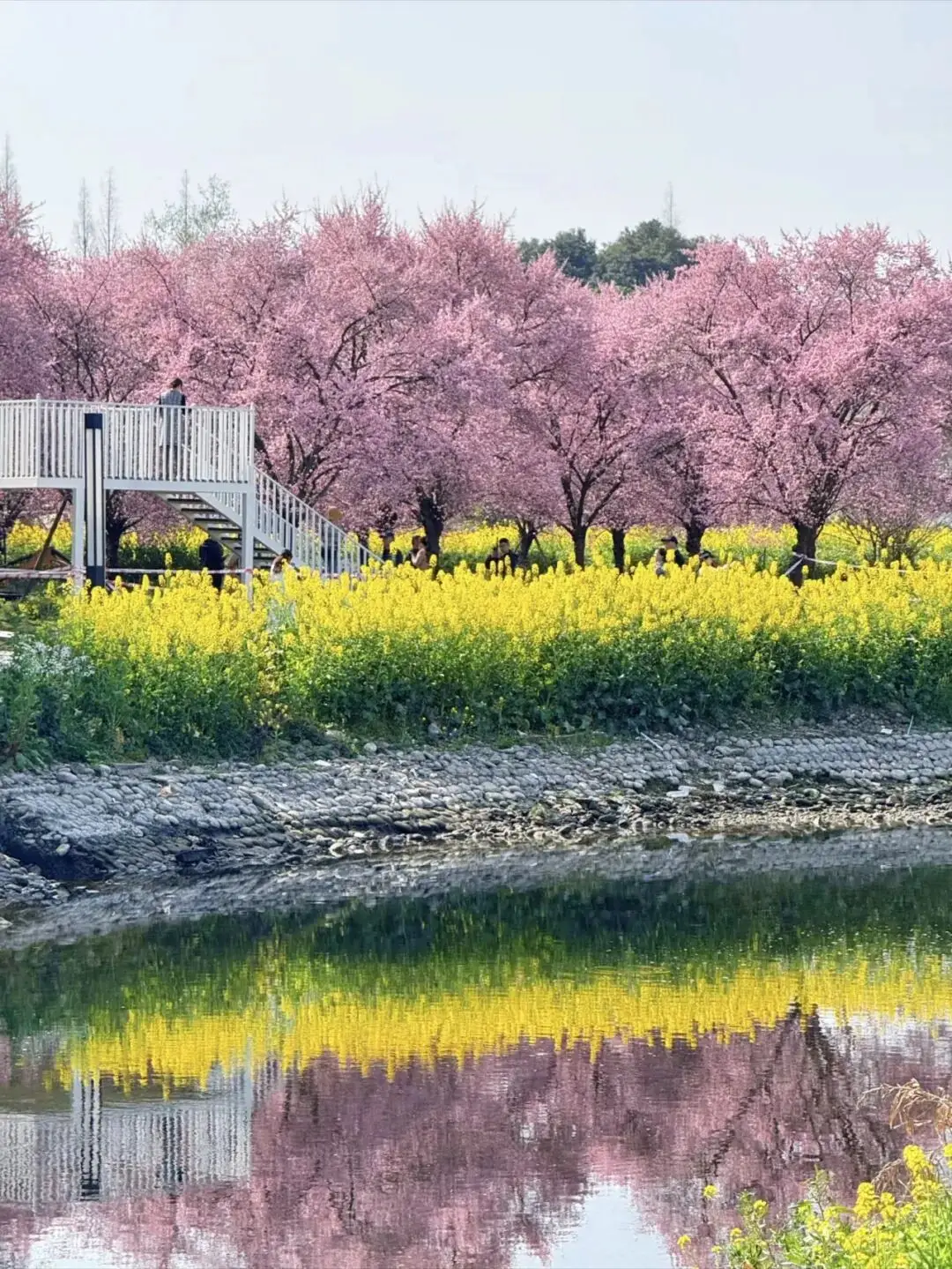 梅城油菜花__油菜花梅花什么季节开的