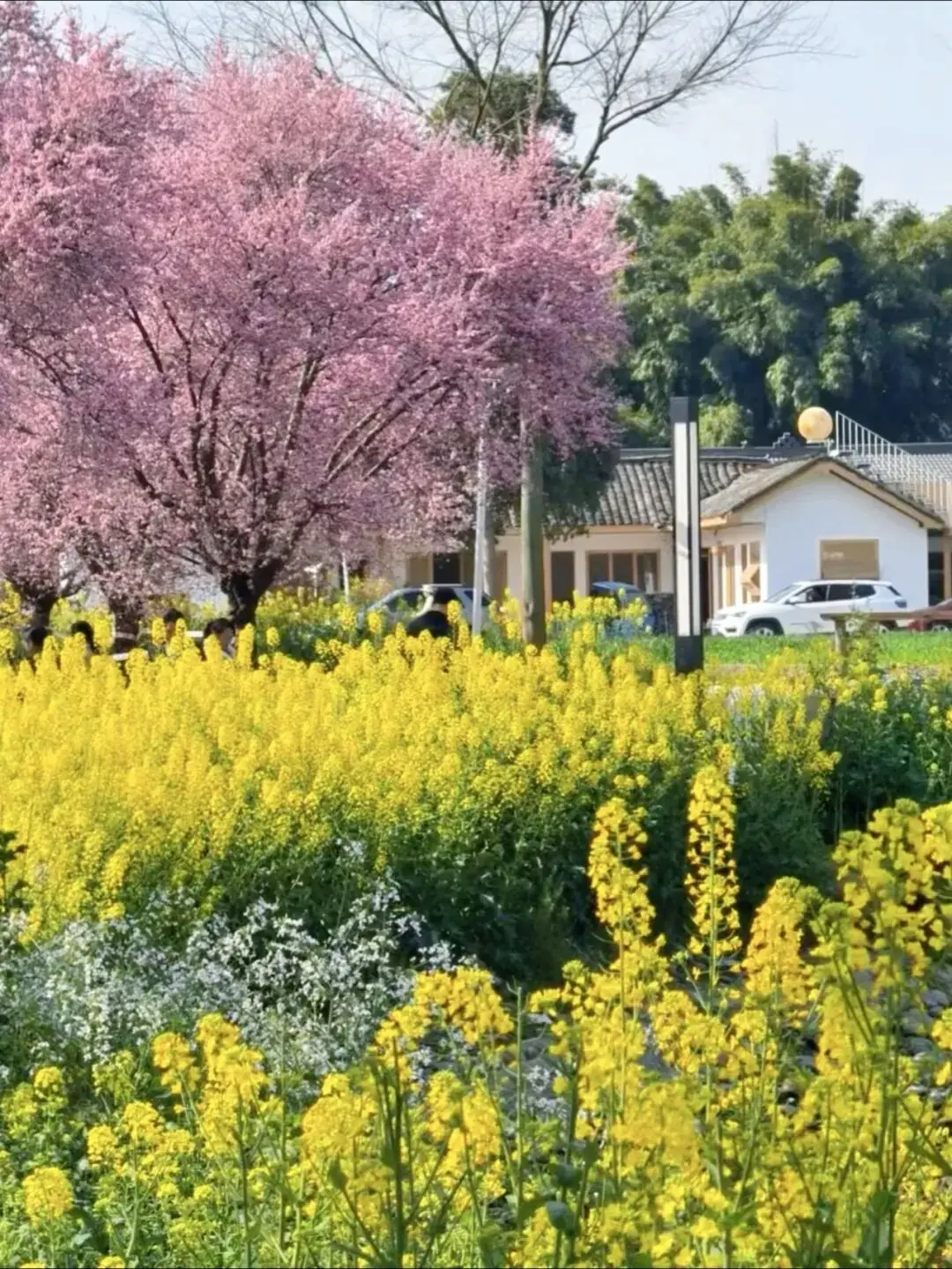 油菜花梅花什么季节开的__梅城油菜花