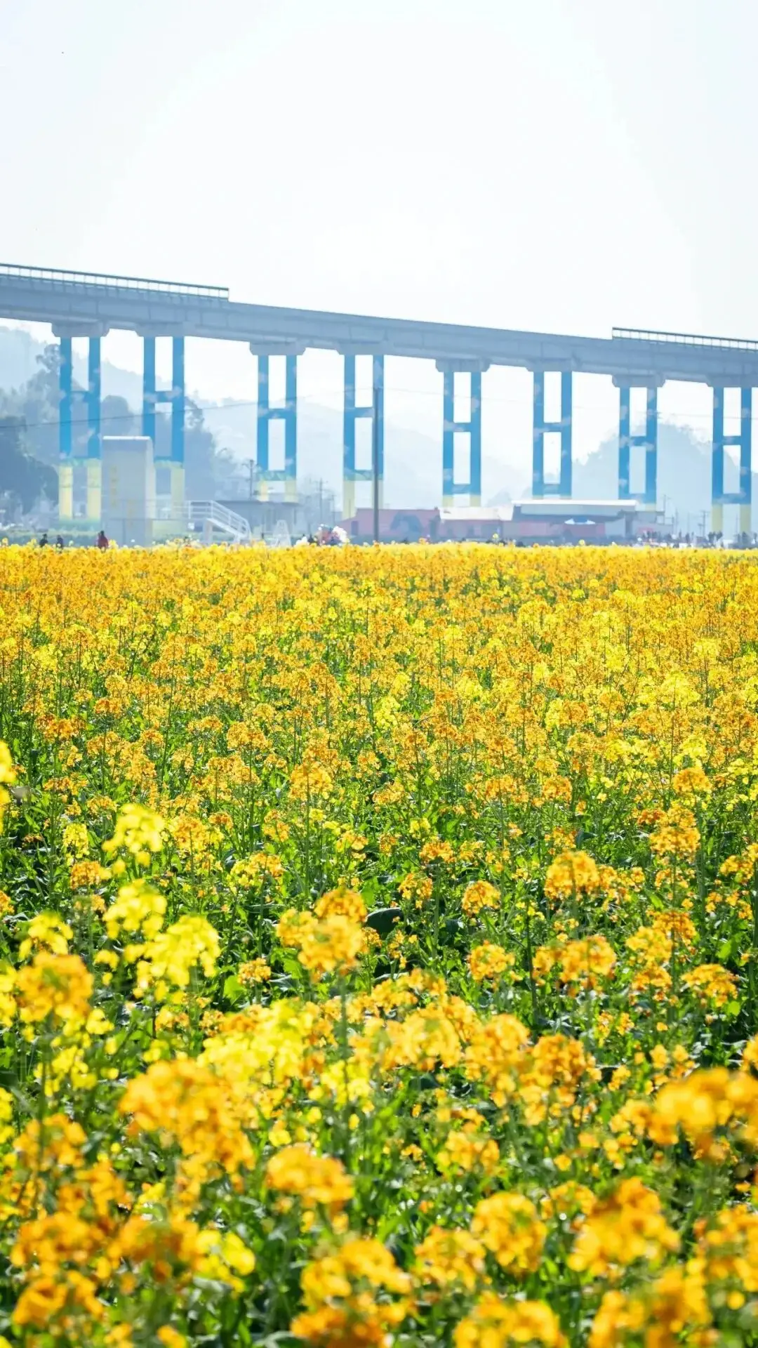 梅城油菜花__油菜花梅花什么季节开的