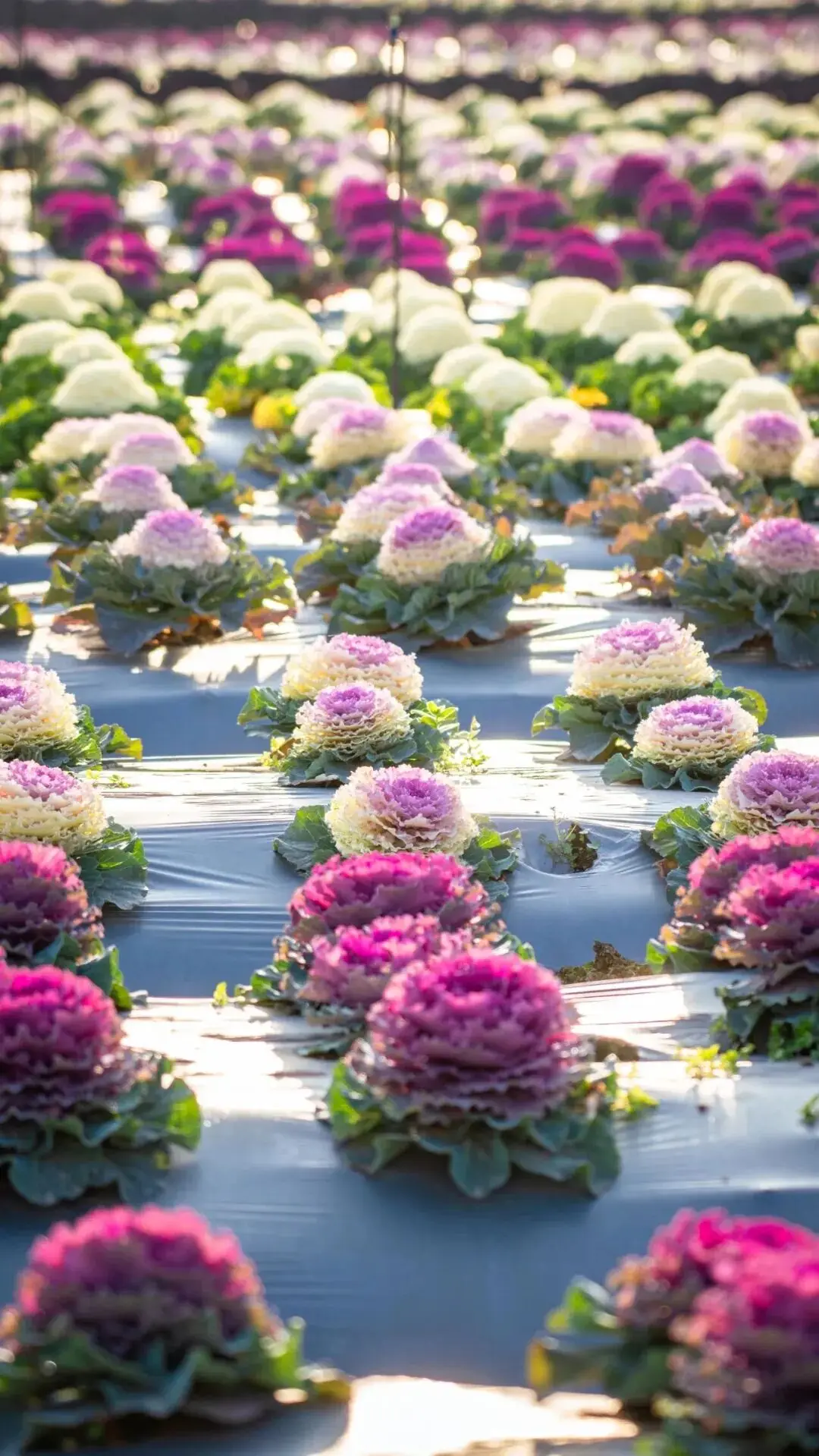 _油菜花梅花什么季节开的_梅城油菜花