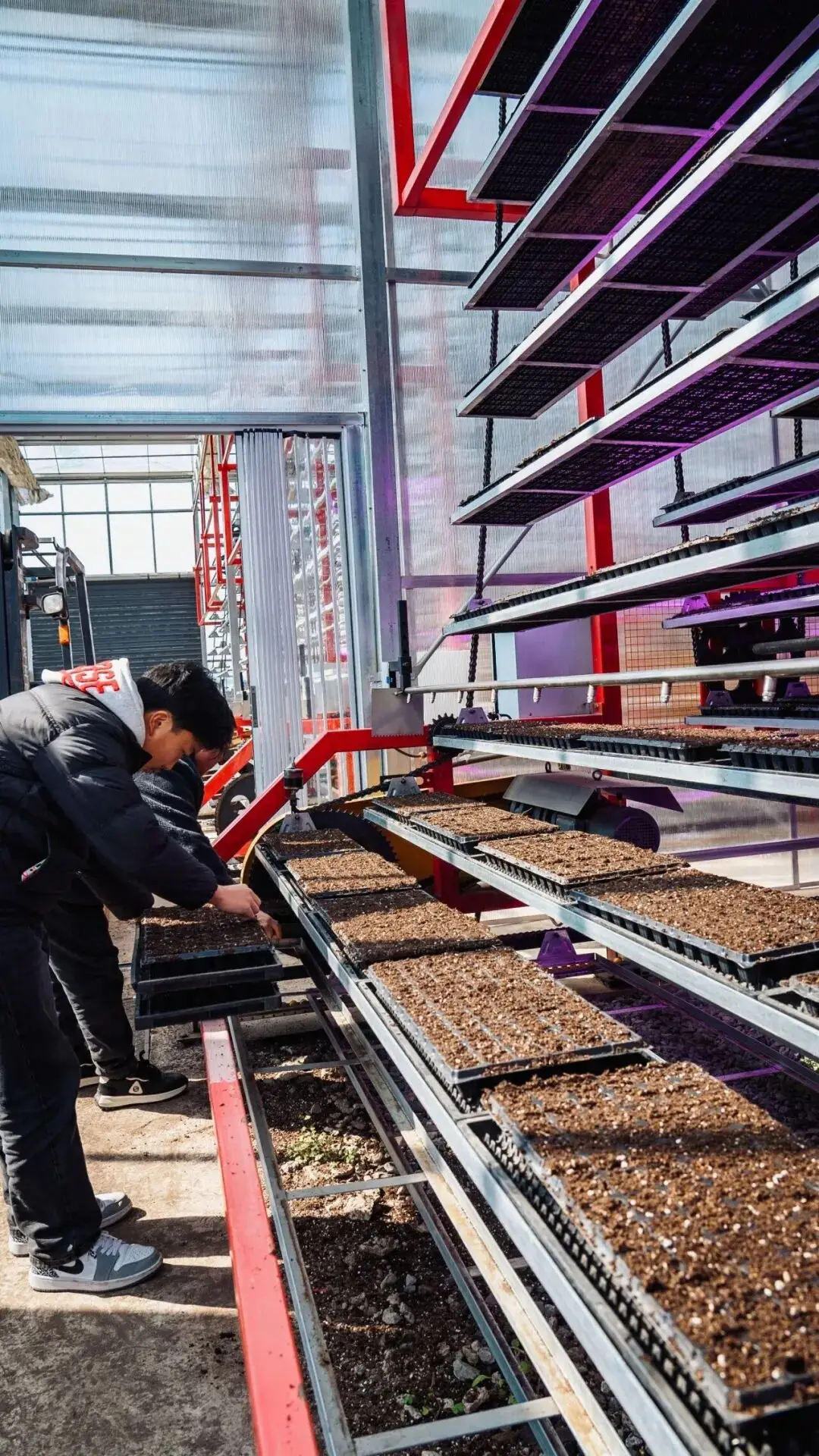 梅城油菜花_油菜花梅花什么季节开的_