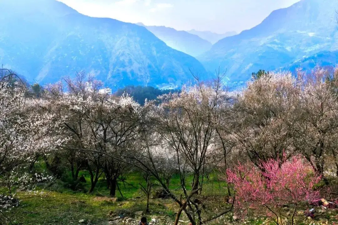 梅城油菜花__油菜花梅花什么季节开的