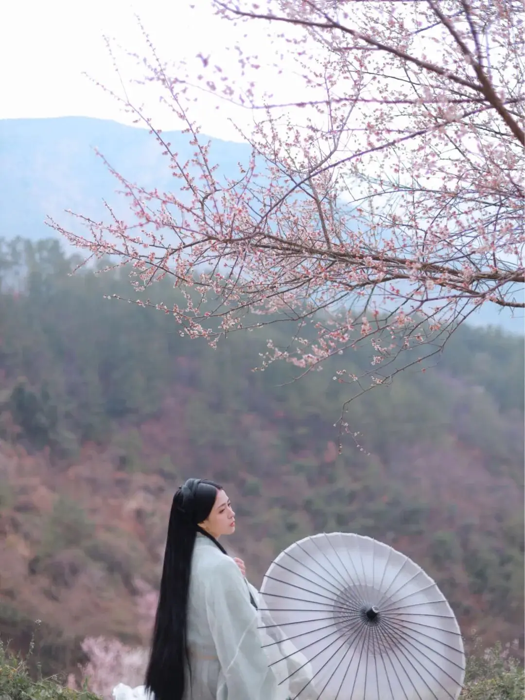 _梅城油菜花_油菜花梅花什么季节开的