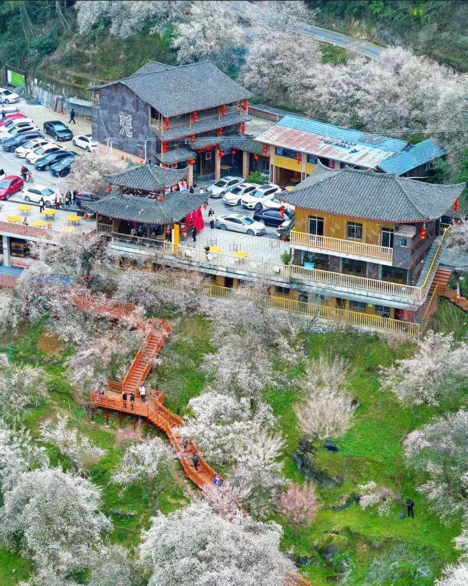 油菜花梅花什么季节开的_梅城油菜花_