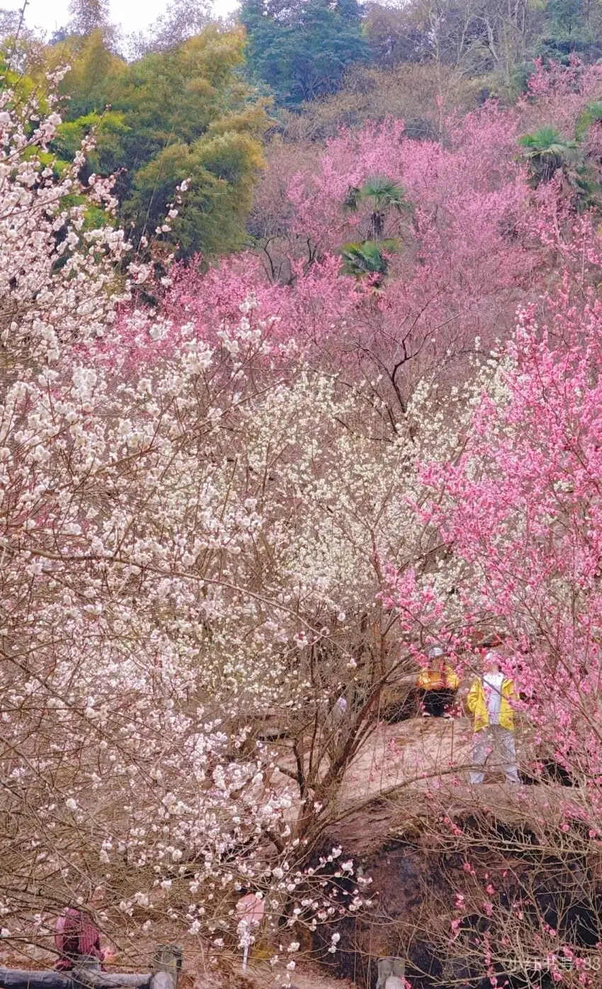 油菜花梅花什么季节开的__梅城油菜花