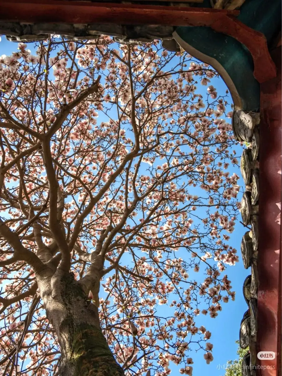 _梅城油菜花_油菜花梅花什么季节开的