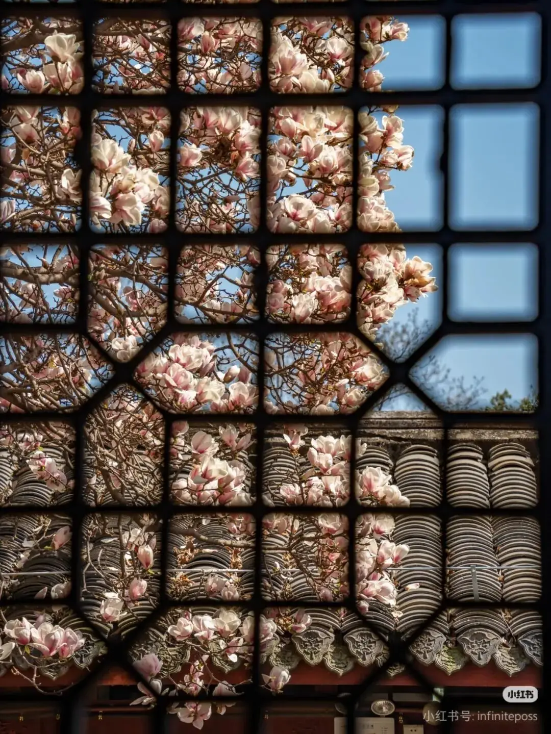 油菜花梅花什么季节开的__梅城油菜花