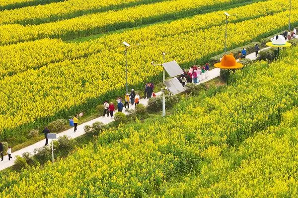 油菜花绽放__油菜花争相开放