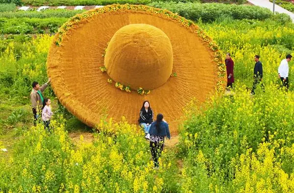 油菜花绽放_油菜花争相开放_