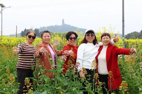 油菜花绽放__油菜花争相开放