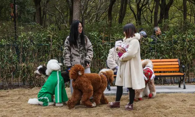 _宠物乐园项目_宠物乐园面积