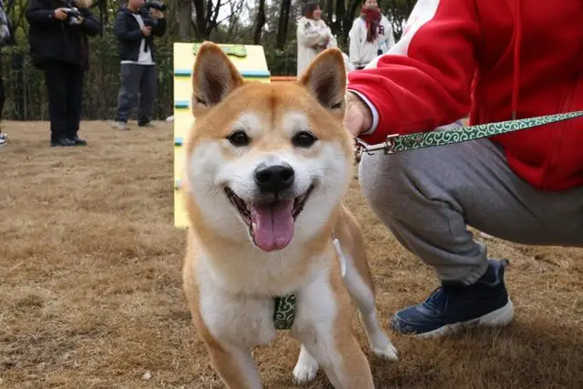 宠物乐园项目_宠物乐园面积_
