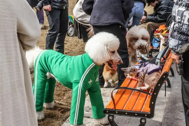 _宠物乐园项目_宠物乐园面积