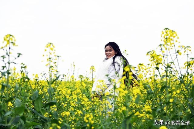 3大亮点！石柱黎场油菜花，承包整个春天的浪漫__3大亮点！石柱黎场油菜花，承包整个春天的浪漫