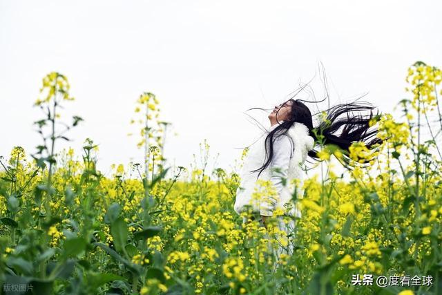 3大亮点！石柱黎场油菜花，承包整个春天的浪漫__3大亮点！石柱黎场油菜花，承包整个春天的浪漫
