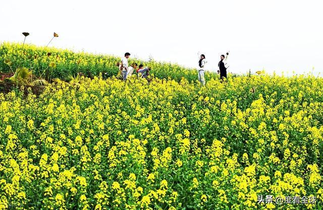 3大亮点！石柱黎场油菜花，承包整个春天的浪漫_3大亮点！石柱黎场油菜花，承包整个春天的浪漫_